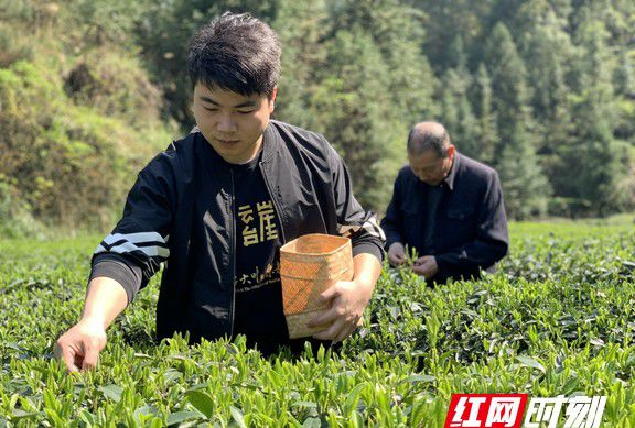 茶产业邂逅现代表达（茶是奋斗终生的事业，也是血脉的传承）