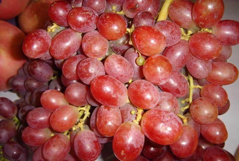 新疆葡萄的品种有哪些（新疆葡萄的种类都有哪些）
