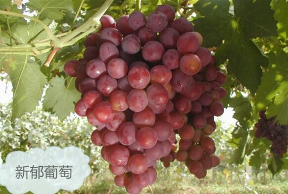 新疆葡萄的品种有哪些（新疆葡萄的种类都有哪些）