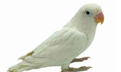 牡丹鹦鹉种类名称及介绍（牡丹鹦鹉所有品种的名字和图片）