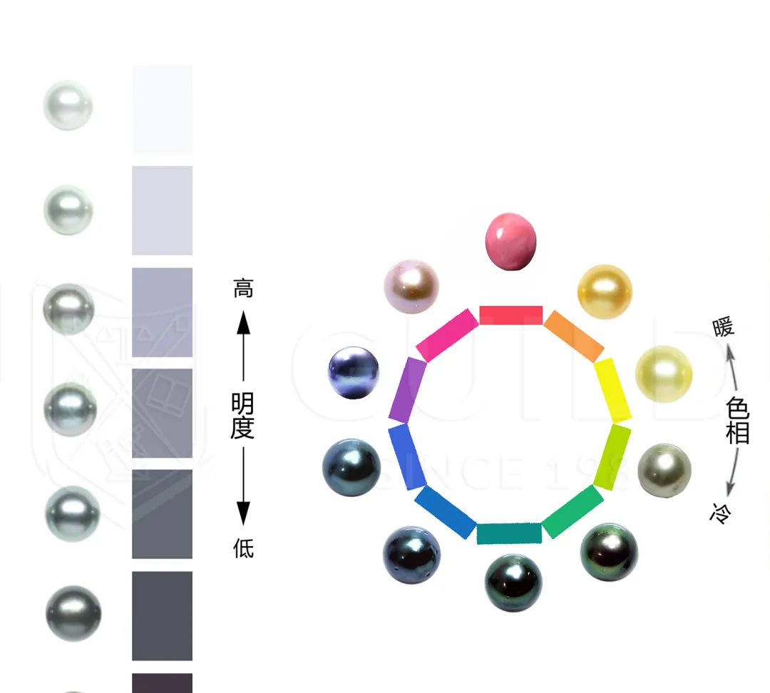 彩色珍珠真假辨别方法（珍珠的颜色是怎么形成的）