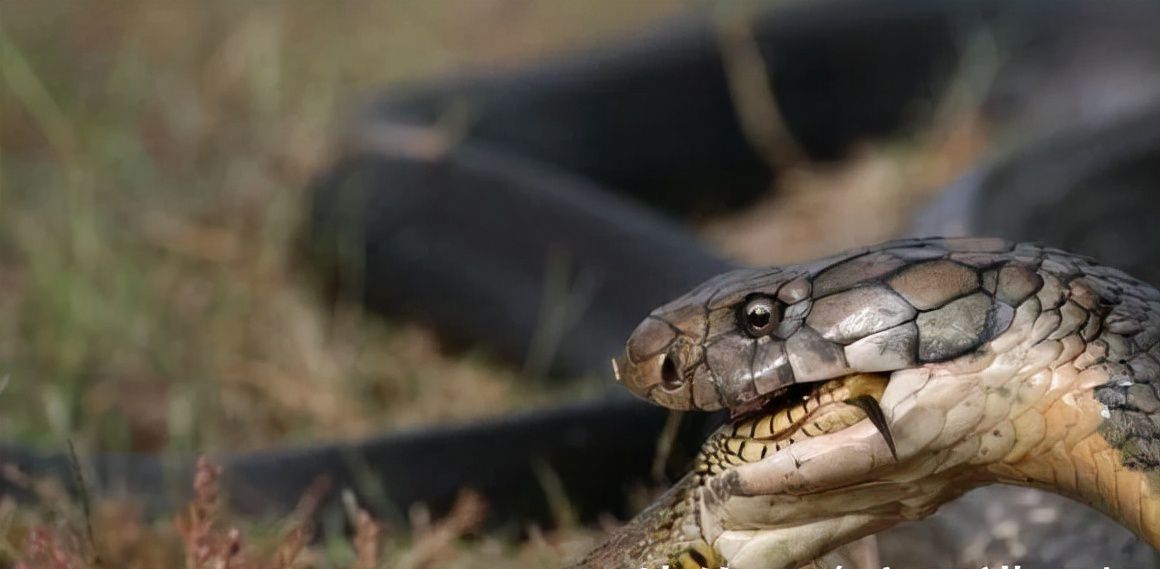 世界最毒的毒蛇第一名是什么蛇（世界上最大的毒蛇是什么样子）