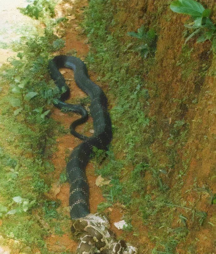 世界最毒的毒蛇第一名是什么蛇（世界上最大的毒蛇是什么样子）