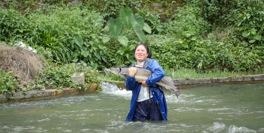 隐居 小生意 （女子靠养鱼年入300万的技巧）